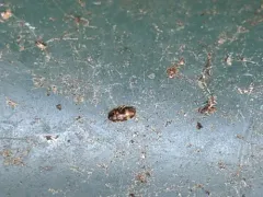 Litargus balteatus thumbnail 1