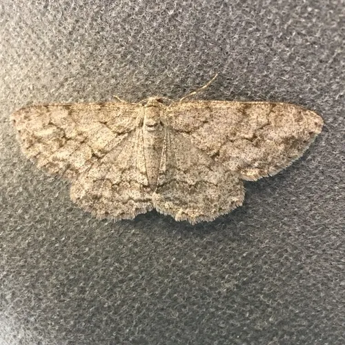 Small Engrailed