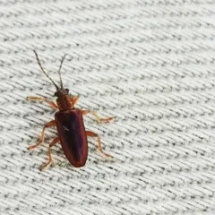 Flavous-footed reed beetle thumbnail 2