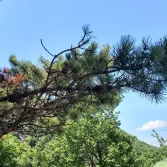 pitch pine thumbnail 3