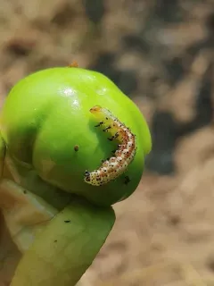 Subflexus Straw Moth thumbnail 2