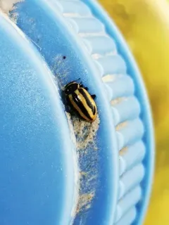 Sickle-marked Lady Beetle thumbnail 4