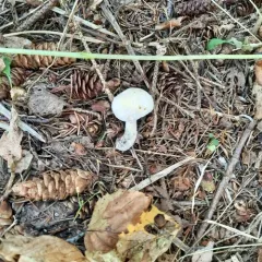 bolete mould thumbnail 4