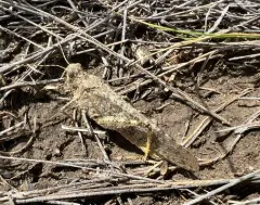 Wrangler Grasshopper thumbnail 4