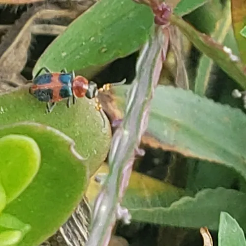 Four-spotted Collops