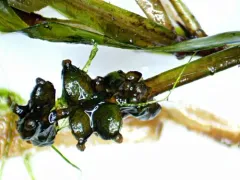Bluntleaf Pondweed thumbnail 3