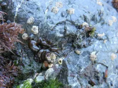 Petrospongium rugosum thumbnail 2