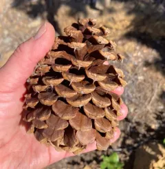 Jeffrey pine thumbnail 4