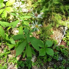 whorled wood aster thumbnail 3