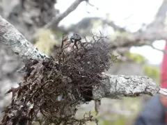 Coastal Thornbush Lichen thumbnail 1