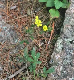 Grey Cinquefoil thumbnail 2