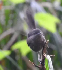 Wrentit thumbnail 2