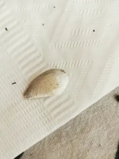 Arctic Nut Clam thumbnail 2