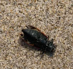 Xenomelanophila miranda thumbnail 3