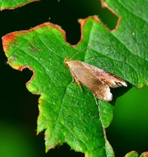 Anacampsis nonstrigella