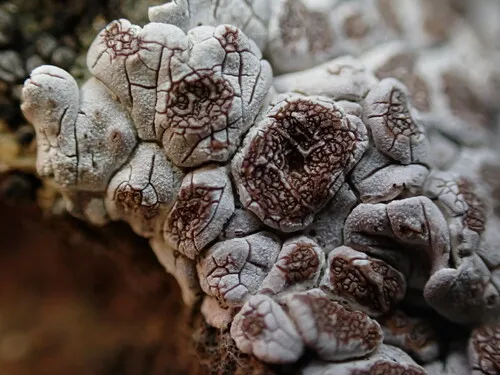 Desert Rockscab Lichen
