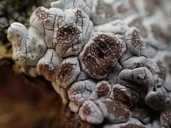 Desert Rockscab Lichen thumbnail 1