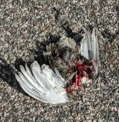 Greater Sage-Grouse thumbnail 2