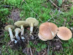 Suillus subalutaceus thumbnail 2