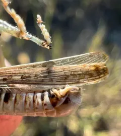 Tiny Spur-throat Grasshopper thumbnail 2