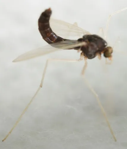 Phaenopsectra obediens