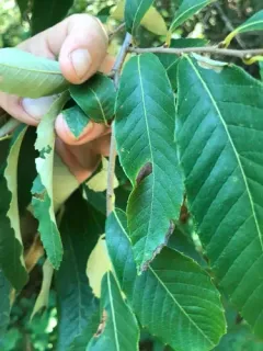Phyllonorycter kearfottella thumbnail 3