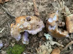 Phlegmacium brunneolividum thumbnail 2