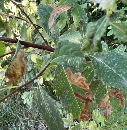 Agromyza valdorensis