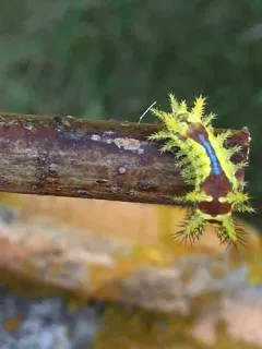 Monema flavescens thumbnail 4
