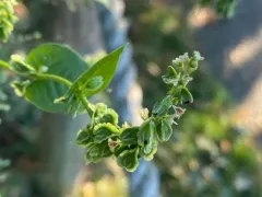Copse-bindweed thumbnail 1