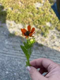 Summer Pheasant's-eye thumbnail 4