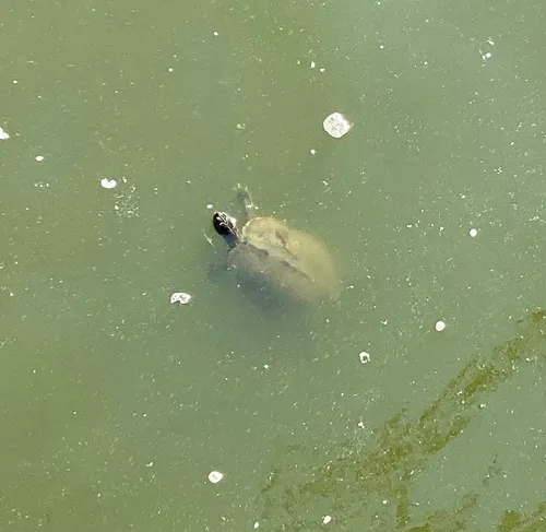 False Map Turtle