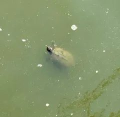 False Map Turtle thumbnail 1