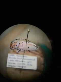 Pilose Milkweed Beetle thumbnail 2