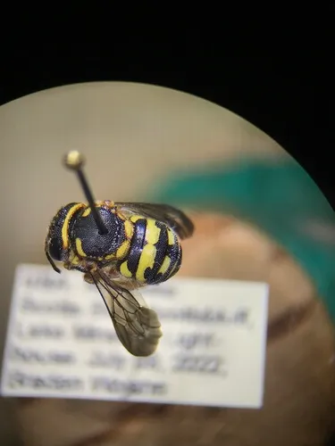 Anthidiellum boreale