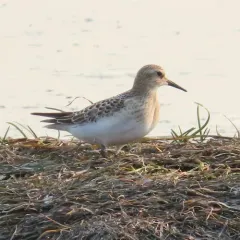 Baird's Sandpiper thumbnail 2