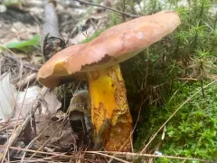 Lanmaoa carminipes thumbnail 1