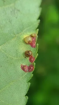Caryadiplosis biconvexa thumbnail 2