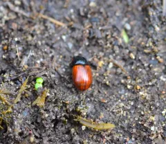 Aphodius pedellus thumbnail 1
