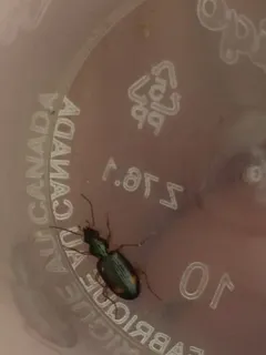Bembidion scopulinum thumbnail 1