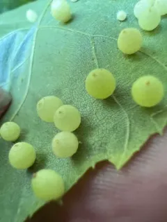 Hickory Fuzzy Ginger Jar Gall Midge thumbnail 3