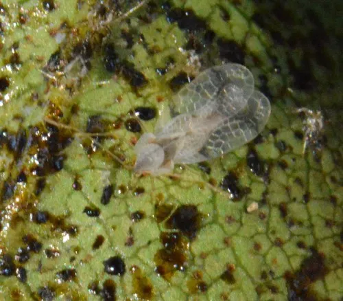 Azalea Lace Bug