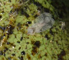 Azalea Lace Bug thumbnail 1