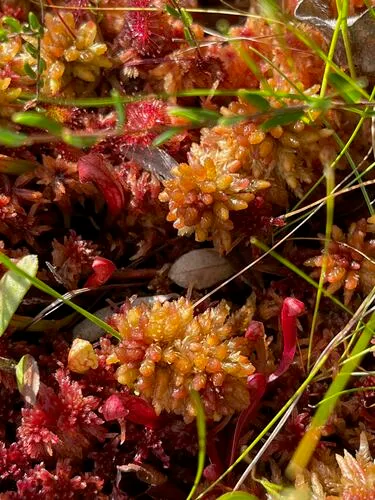 Sphagnum medium
