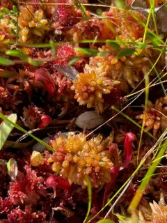 Sphagnum medium thumbnail 1
