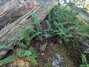 rock polypody thumbnail 2