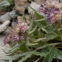 nutty saw-wort thumbnail 2