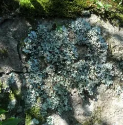 Sea Storm Lichen thumbnail 2
