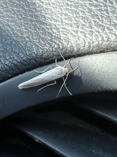 Yellow-headed Lichen Moth thumbnail 2