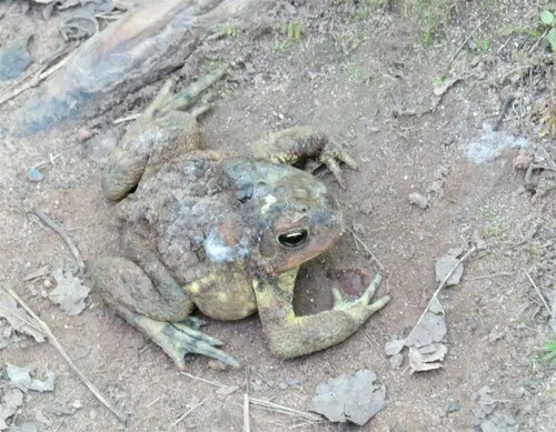 Amphibian Chytrid